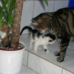 06220003_G.sized