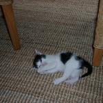 06260019_G.sized