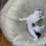 06270023_G.sized
