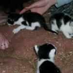 06060135_G.sized